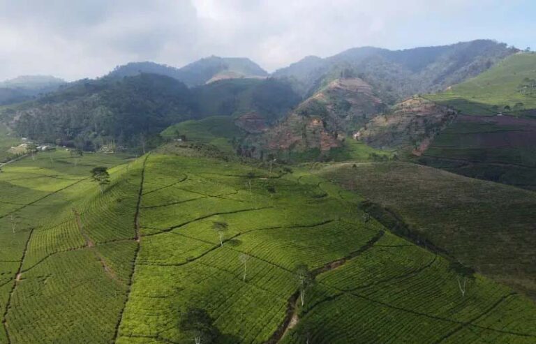 blacktea plantation Kaligua Brebes Regency - Ruang Logo